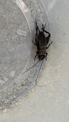 Gryllus pennsylvanicus