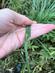 Carex lacustris