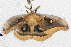 Antheraea oculea