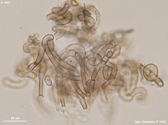 Trichoglossum