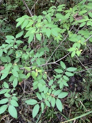 Lonicera morrowii