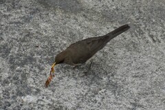 Turdus amaurochalinus