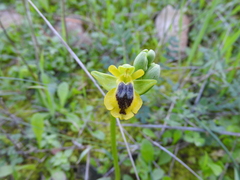 Ophrys lutea