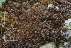 Syntrichia