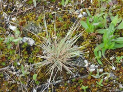 Corynephorus canescens