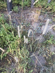 Phleum pratense