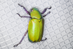 Chrysina beyeri