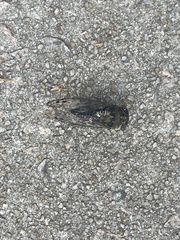 Cicadoidea
