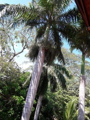 Arecoideae