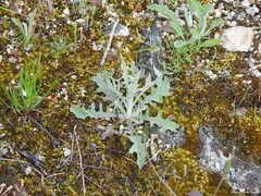 Andryala integrifolia