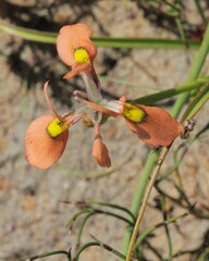 Moraea papilionacea