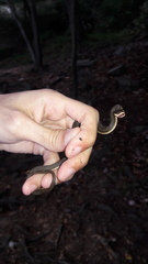 Regina septemvittata