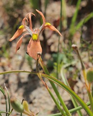 Moraea papilionacea