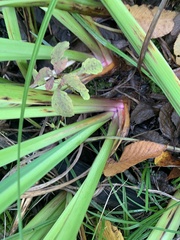 Iris pseudacorus
