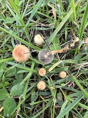 Protostropharia semiglobata