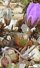 Spergularia purpurea