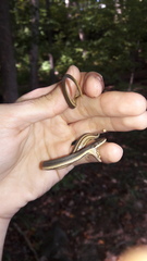 Regina septemvittata