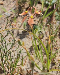 Moraea papilionacea