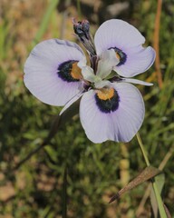 Moraea villosa