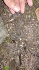 Regina septemvittata