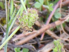Valerianella