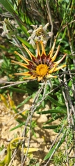 Gazania ciliaris