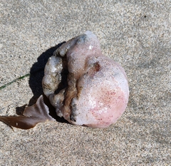 Aplidium californicum