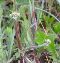 Crepis vesicaria