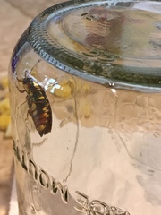 Buprestis rufipes
