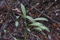 Antennaria anaphaloides