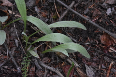 Antennaria anaphaloides