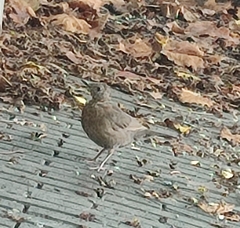 Turdus merula