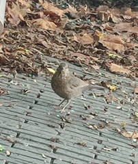 Turdus merula