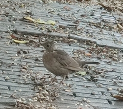 Turdus merula