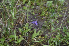 Sisyrinchium idahoense