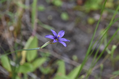 Sisyrinchium idahoense