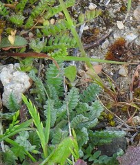 Ornithopus compressus