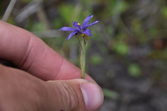 Sisyrinchium idahoense
