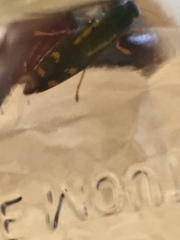Buprestis rufipes