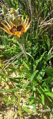 Gazania ciliaris