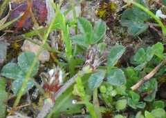 Biserrula pelecinus