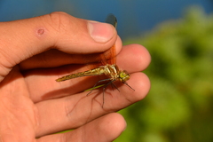 Sympetrum madidum