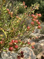 Phylica oleifolia
