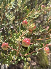 Phylica oleifolia