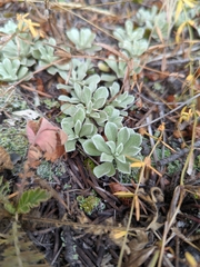 Antennaria parvifolia