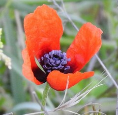 Papaver argemone