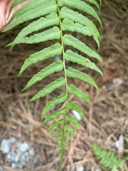 Homalosorus pycnocarpos