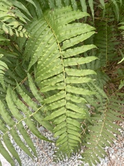 Homalosorus pycnocarpos