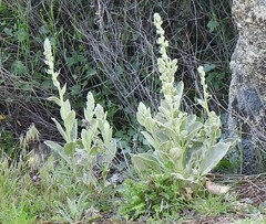 Verbascum rotundifolium