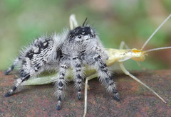 Phidippus otiosus